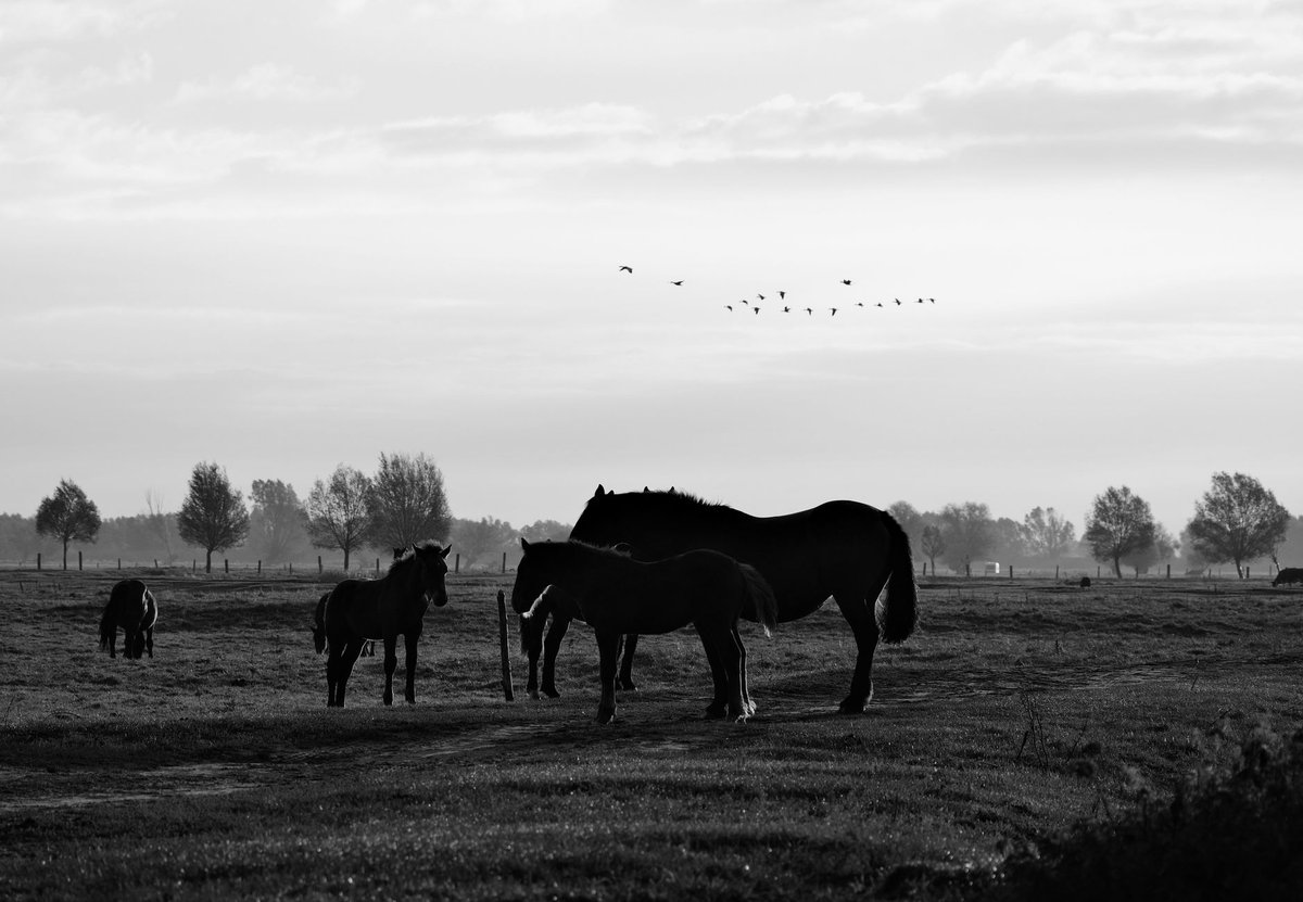 Wild & Free post 3