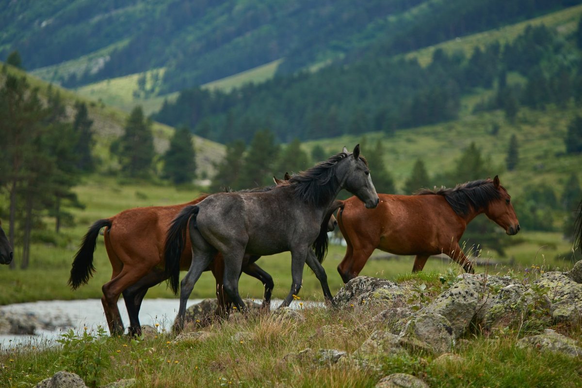 Wild & Free post 7