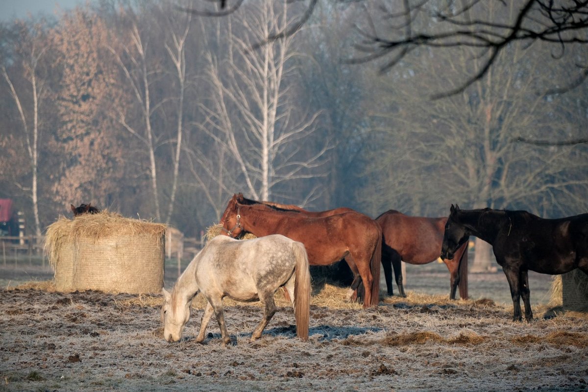 Wild & Free post 8